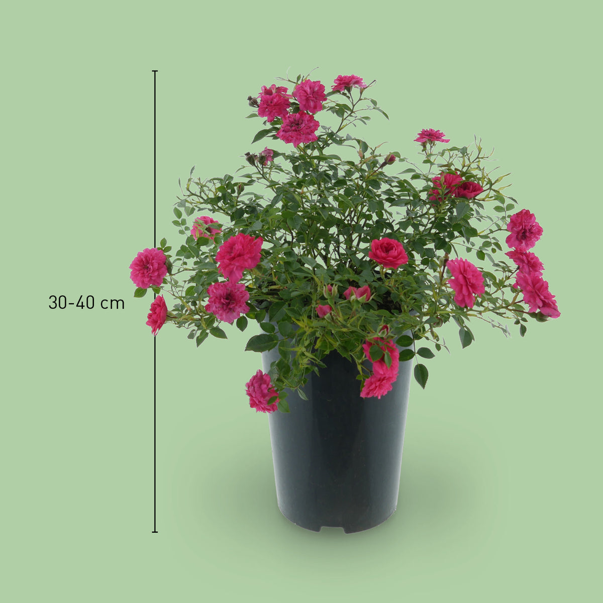 Größe der Bodendeckerrose 'Knirps'®