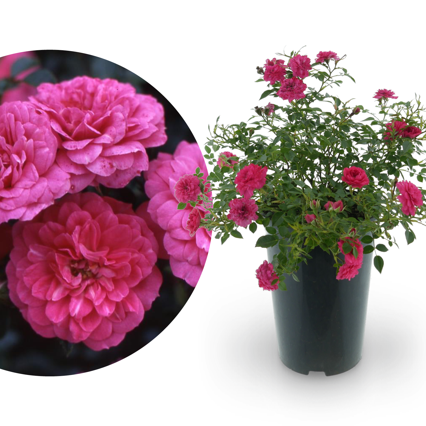 Bodendeckerrose 'Knirps'® Karminrosarot