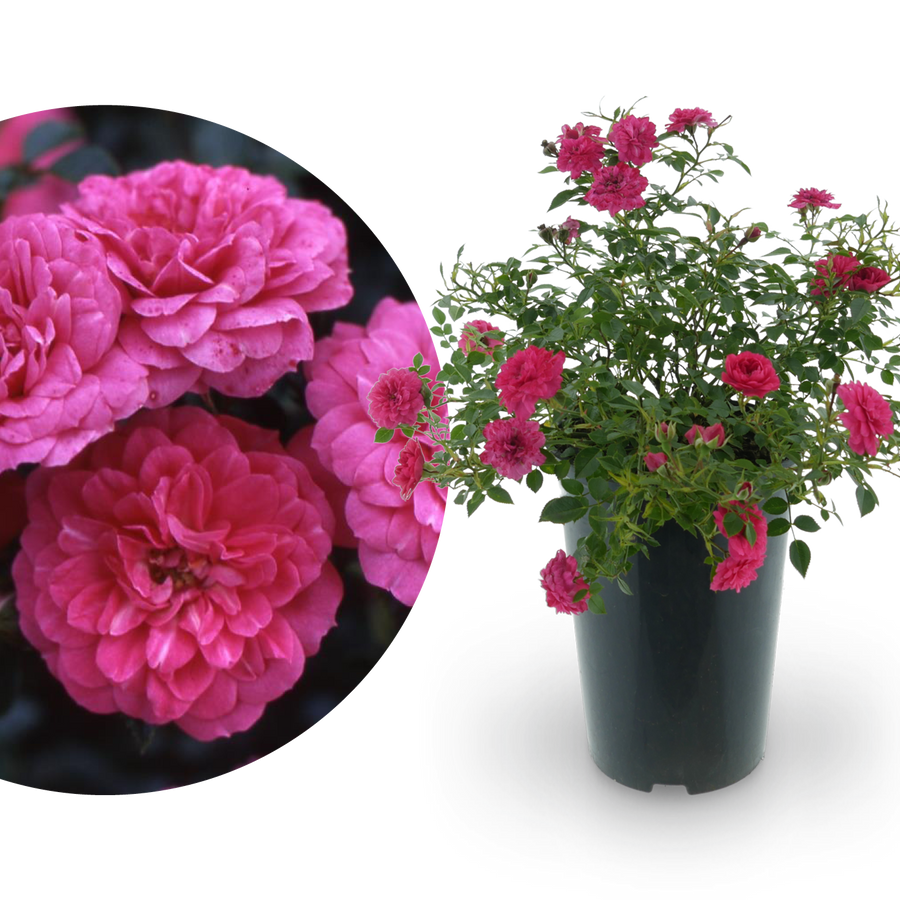 Bodendeckerrose 'Knirps'® Karminrosarot