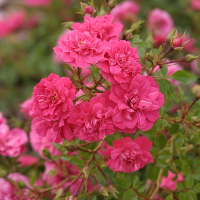 Bodendeckerrose 'Knirps'® Rosa