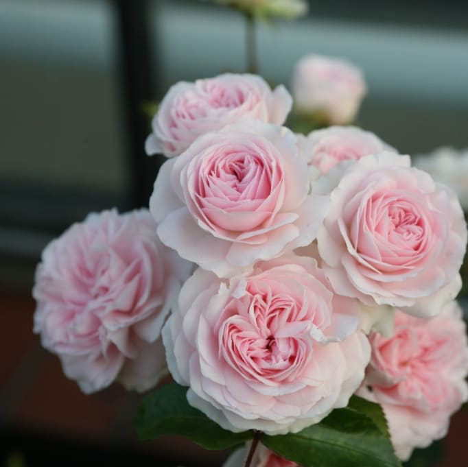 Bodendeckerrose 'Larissa'® Rosa