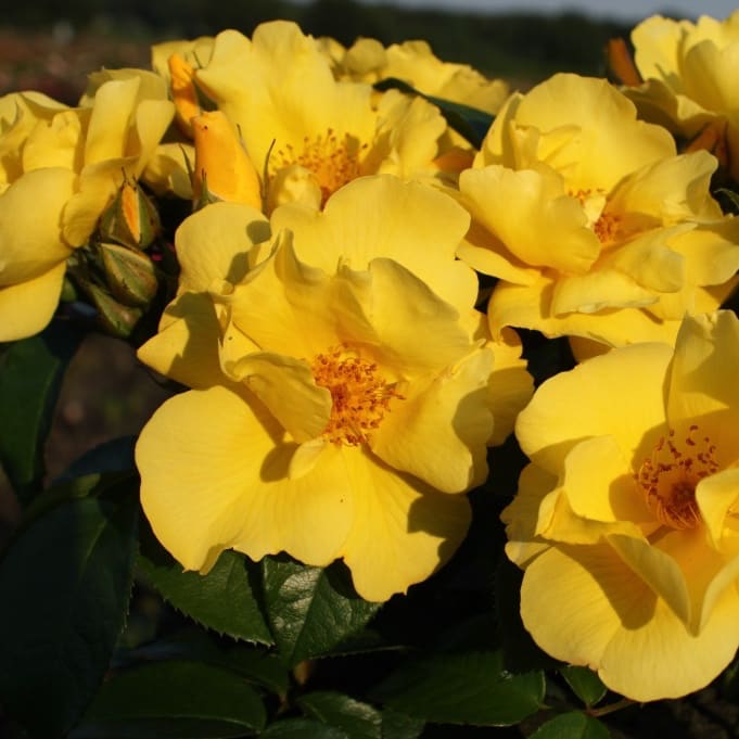 Bodendeckerrose 'Lemon Fizz'® Gelb