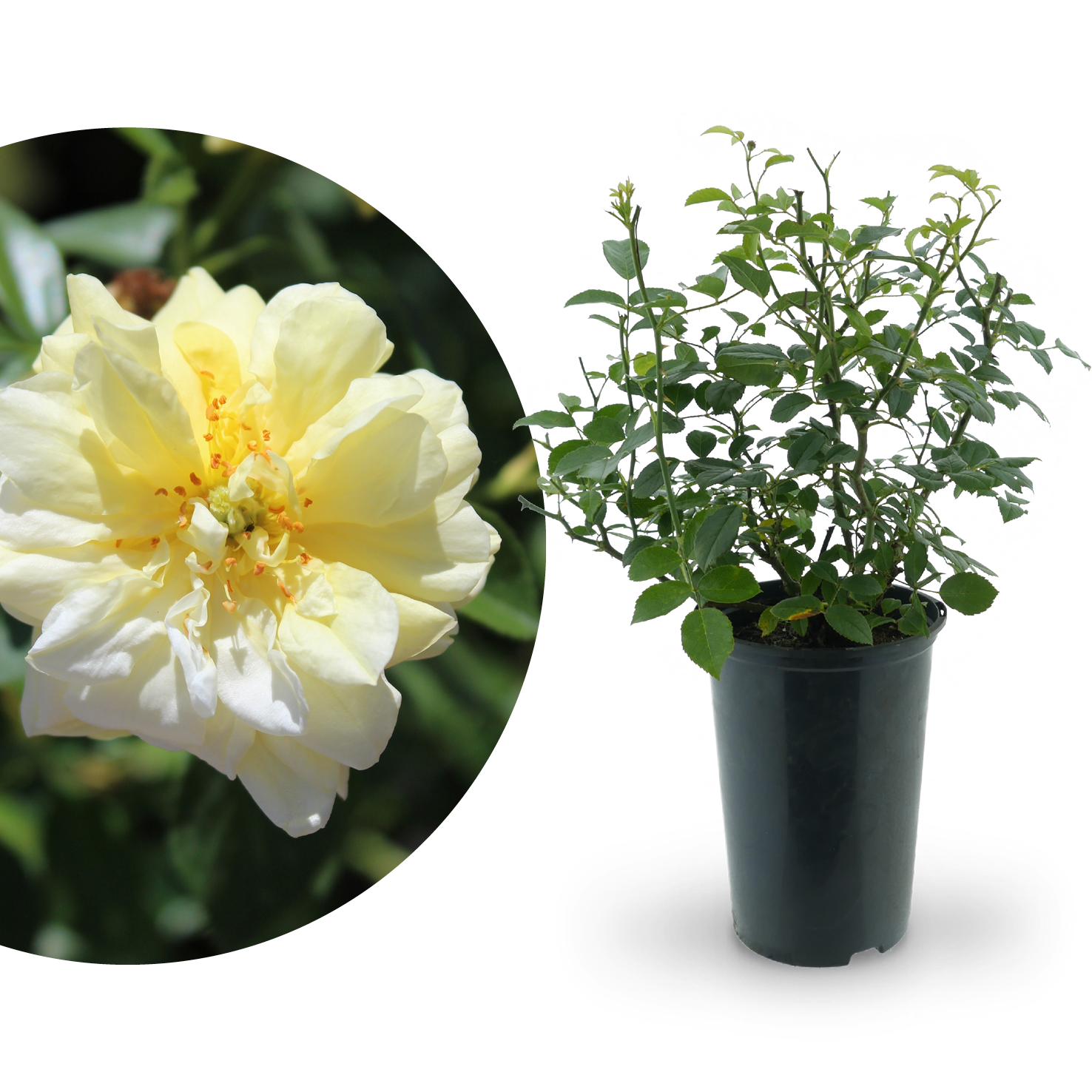 Bodendeckerrose 'Loredo'® Gelb