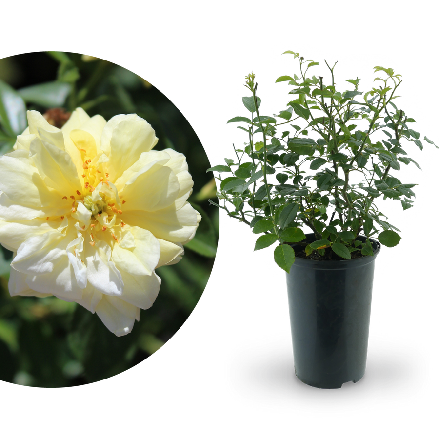 Bodendeckerrose 'Loredo'® Gelb