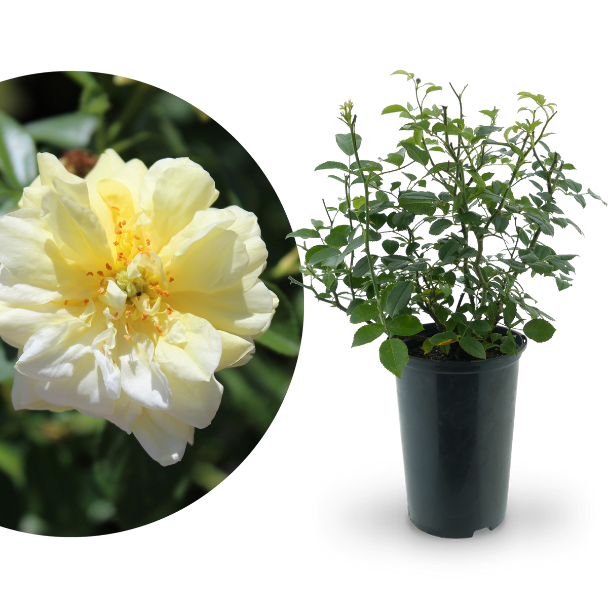 Bodendeckerrose 'Loredo'® Gelb