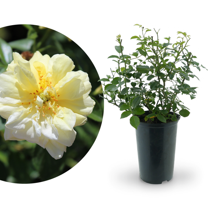 Bodendeckerrose 'Loredo'® Gelb