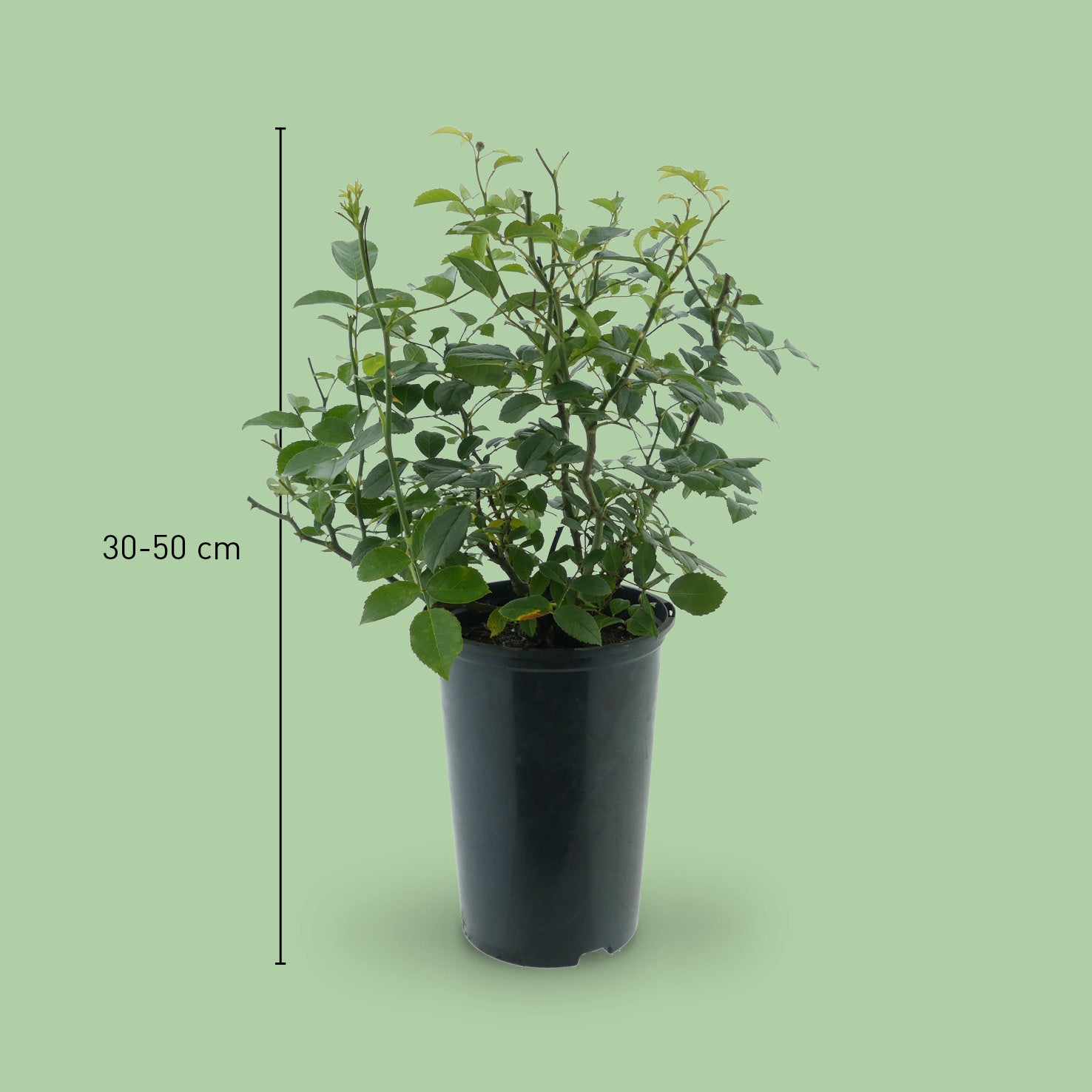 Größe der Bodendeckerrose 'Loredo'®