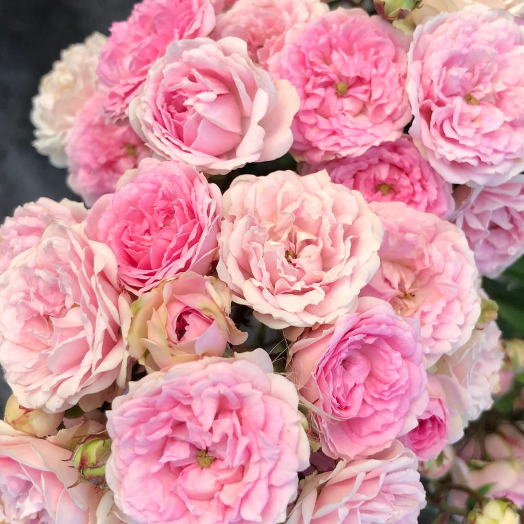 Bodendeckerrose 'Pashmina'® Zartrosa