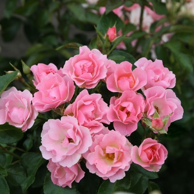 Bodendeckerrose 'Roselina'® Zartrosa