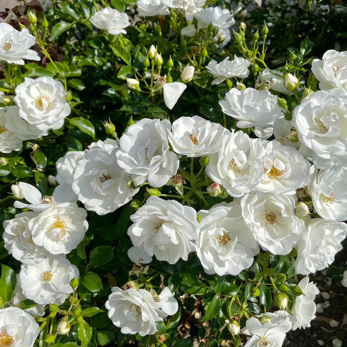 Bodendeckerrose 'Schneewittchen'® in Blüte