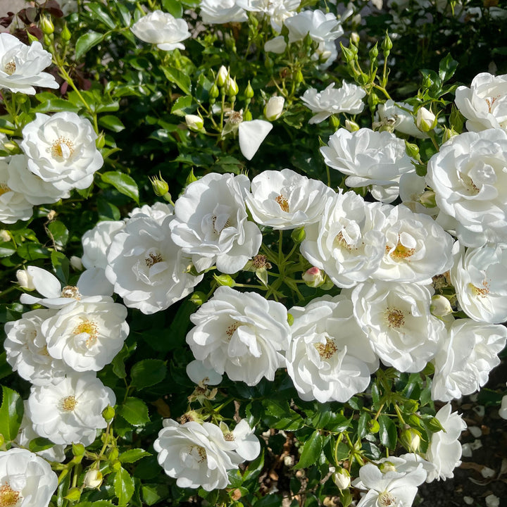 Bodendeckerrose 'Schneewittchen'® in Blüte