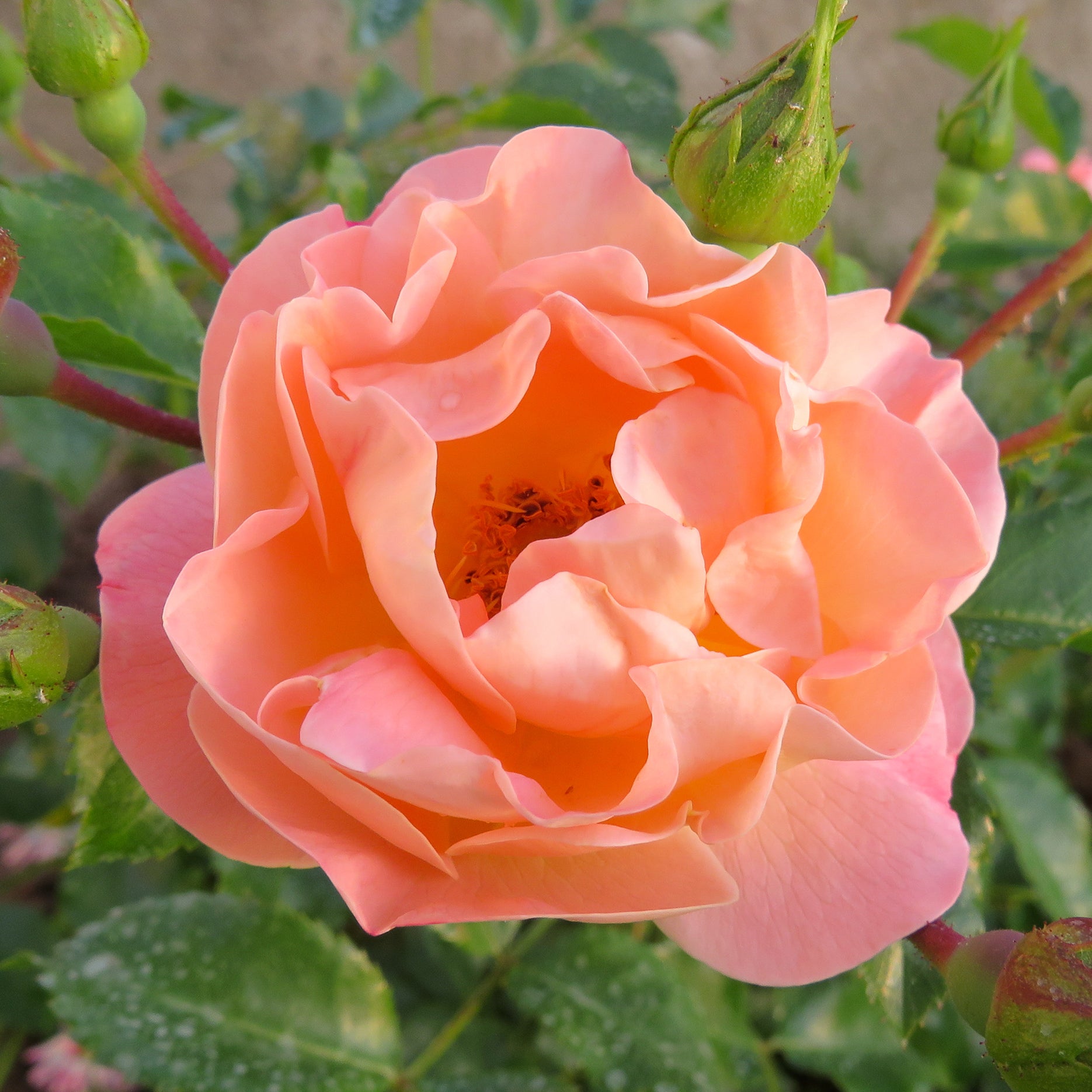 Blüte der Bodendeckerrose 'Sedana'®