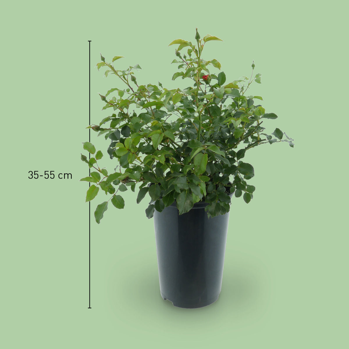 Größe der Bodendeckerrose 'Sedana'®