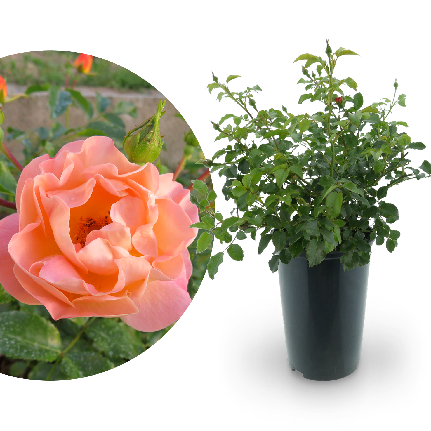 Bodendeckerrose 'Sedana'® Apricot