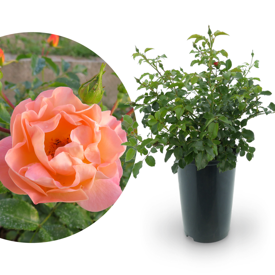 Bodendeckerrose 'Sedana'® Apricot
