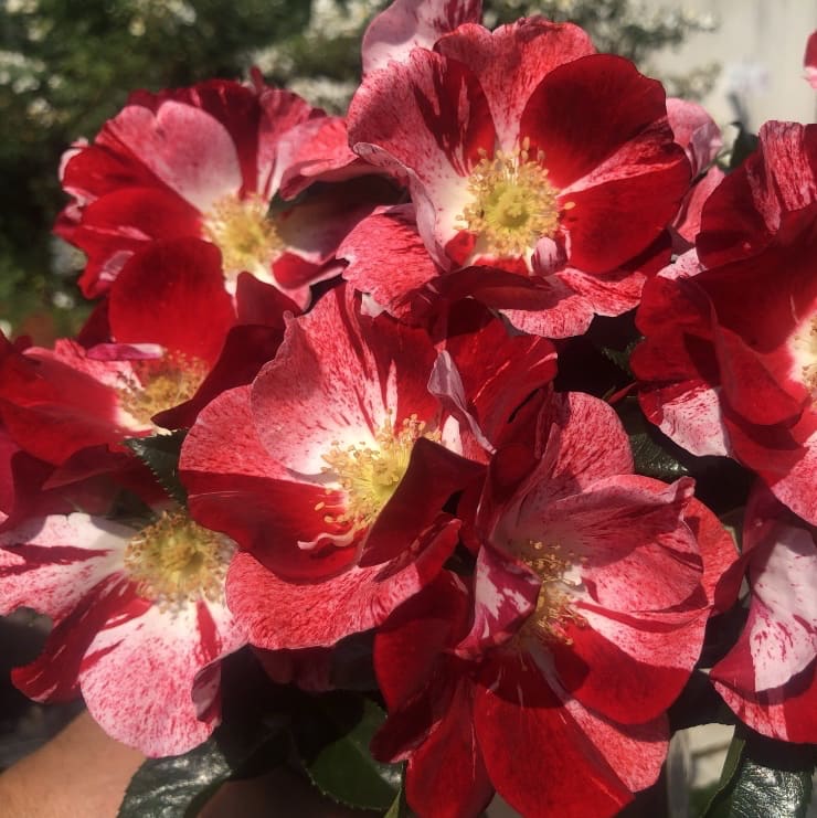 Bodendeckerrose 'Simsalabim'® Rot-Weiß