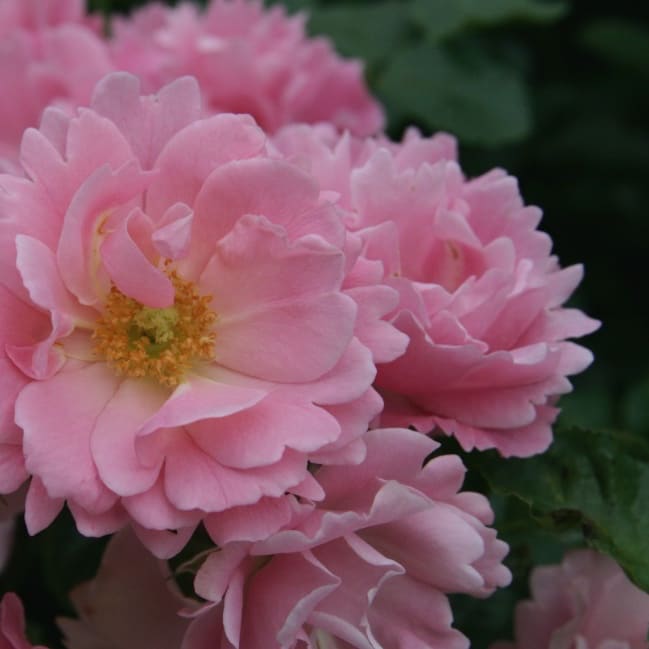 Bodendeckerrose 'Sommerwind'® Rosa