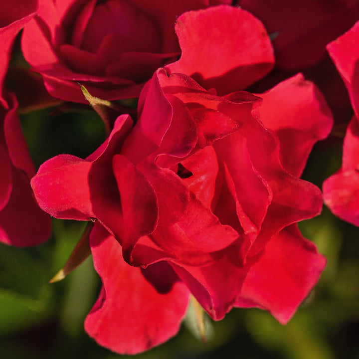 Blüte der Bodendeckerrose 'Sorrento'®