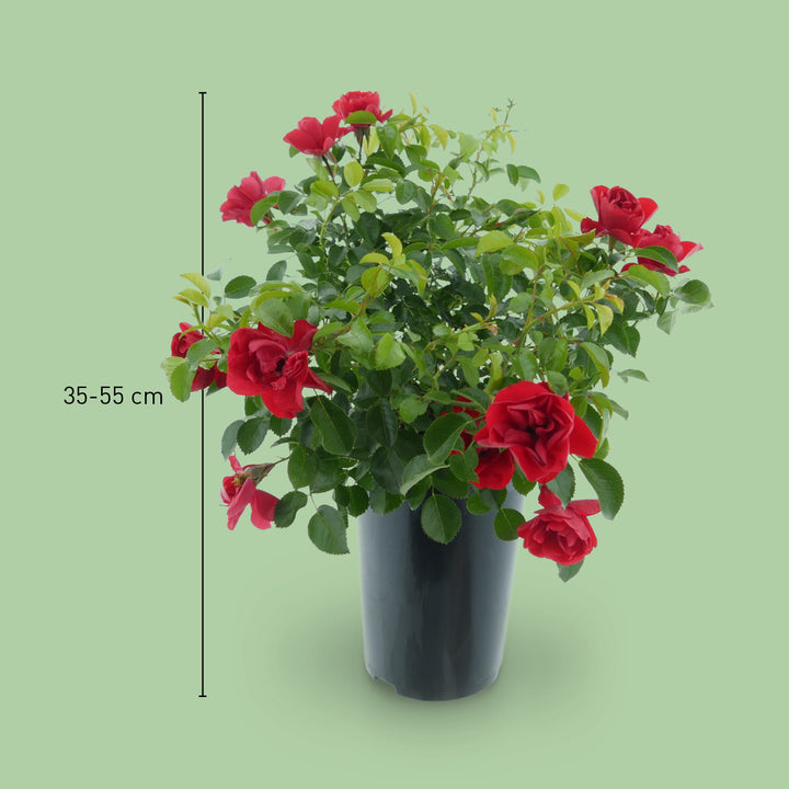 Größe der Bodendeckerrose 'Sorrento'®