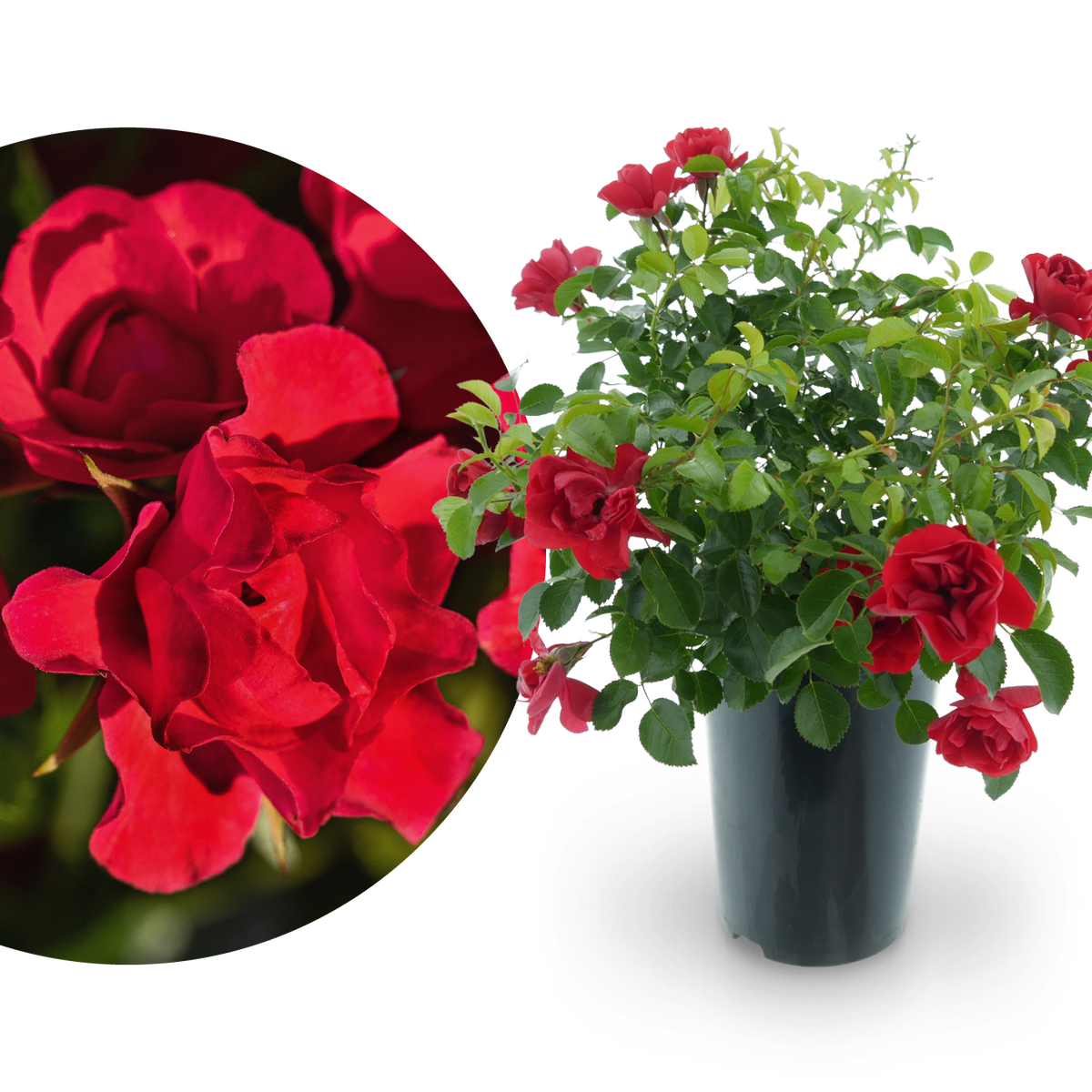 Bodendeckerrose 'Sorrento'® Rot