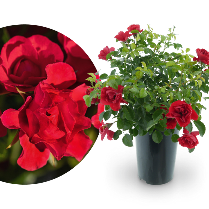 Bodendeckerrose 'Sorrento'® Rot