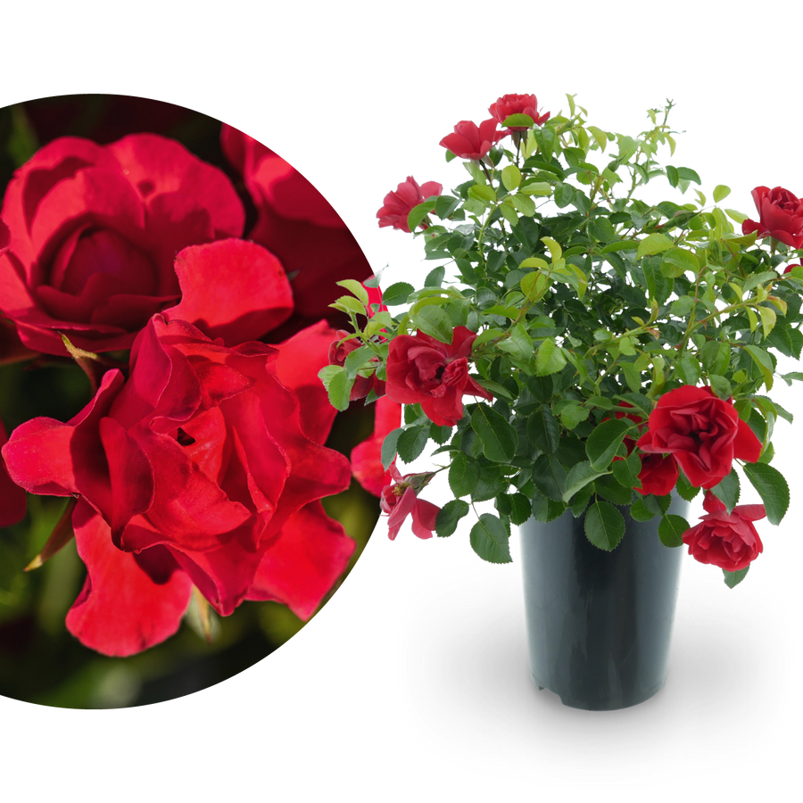 Bodendeckerrose 'Sorrento'® Rot