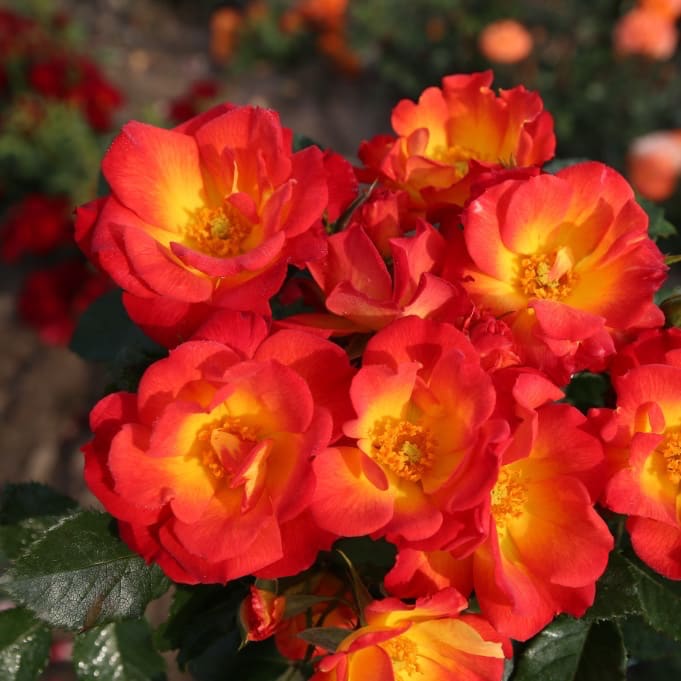 Bodendeckerrose 'Summer of Love'® Gelb-Rot
