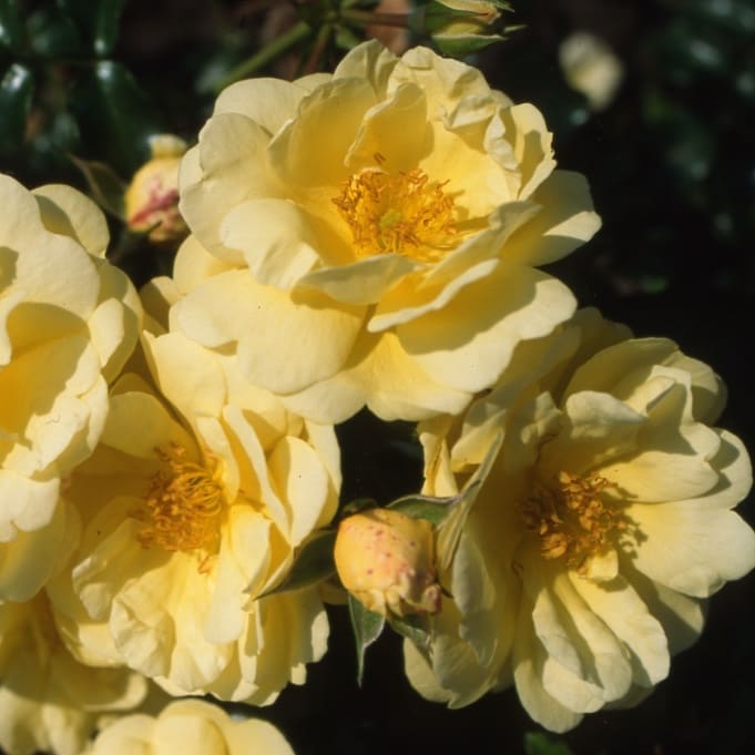 Bodendeckerrose 'Sunny Rose'® Zartgelb