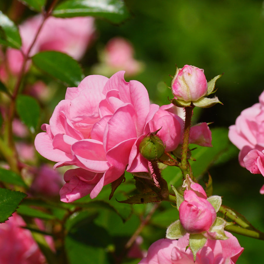 Blüte der Bodendeckerrose 'The Fairy'