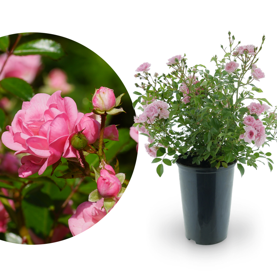 Bodendeckerrose 'The Fairy' Lachsrosa