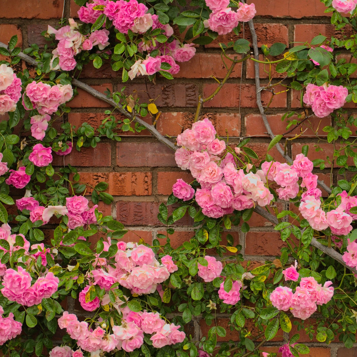 Bodendeckerrose 'The Fairy' an Hauswand