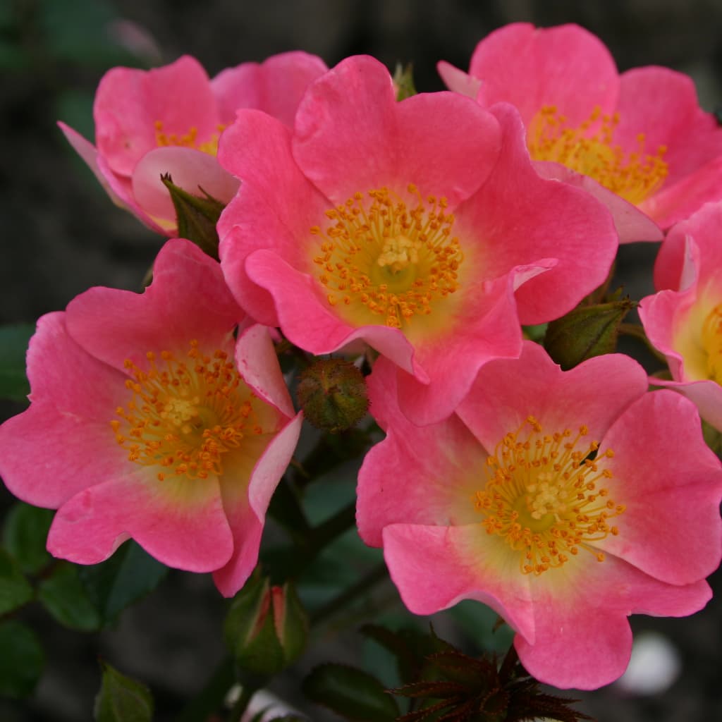 Bodendeckerrose 'Topolina'® Rosa-Gelb