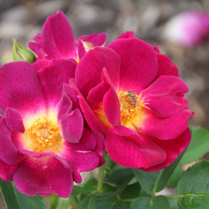 Bodendeckerrose 'Weg der Sinne'® Purpurviolett-Gelb