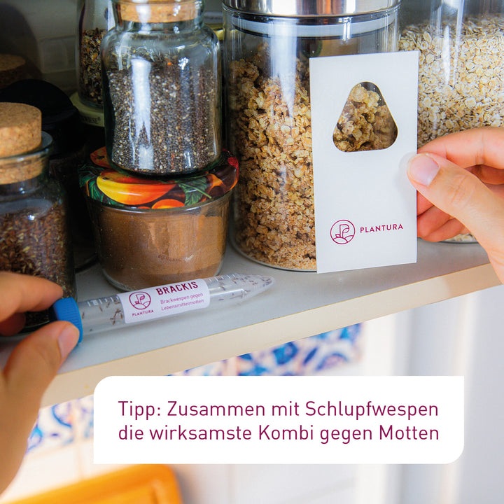 Brackwespen und Schlupfwespen im Team gegen Lebensmittelmotten