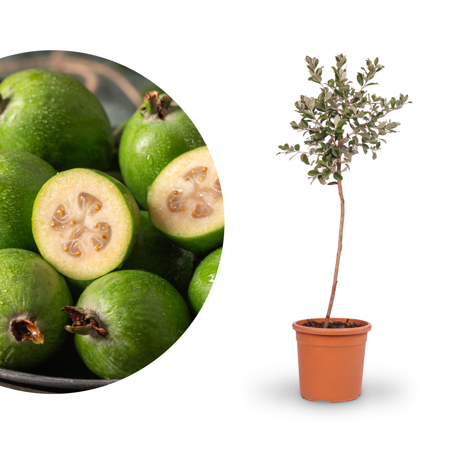 Brasilianische Guave (Feijoa)