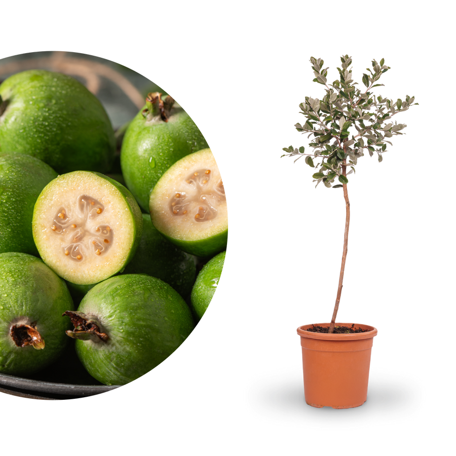 Brasilianische Guave (Feijoa)
