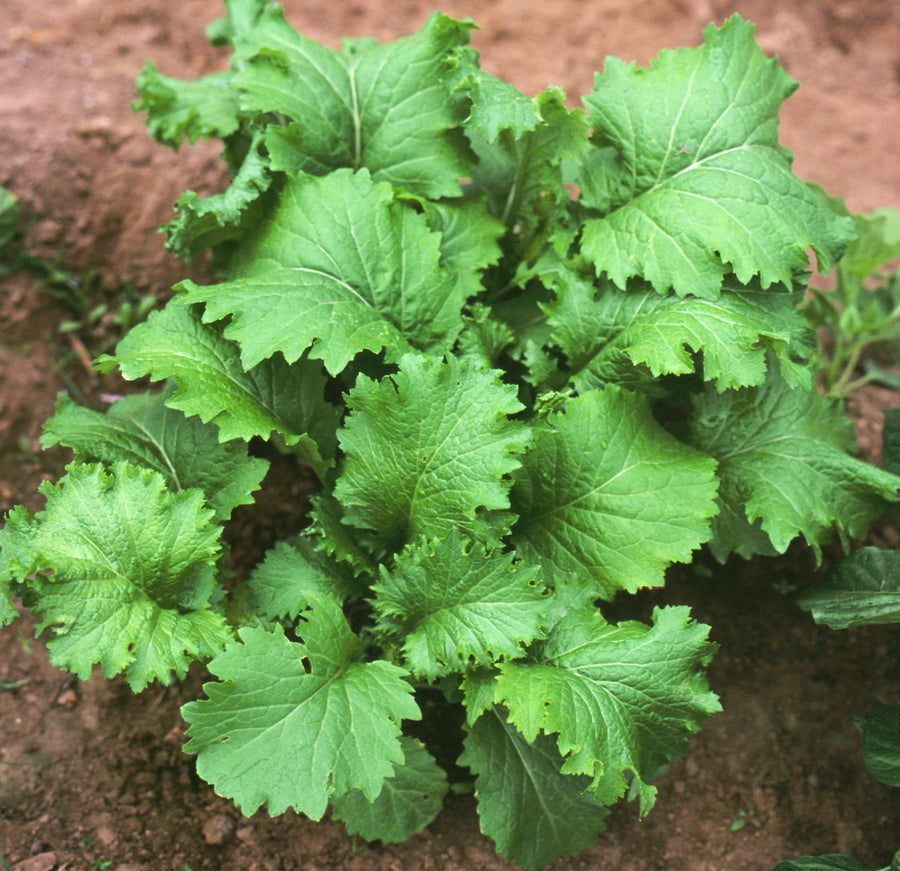 Brassica juncea var. rugosa 'Green in Snow'
