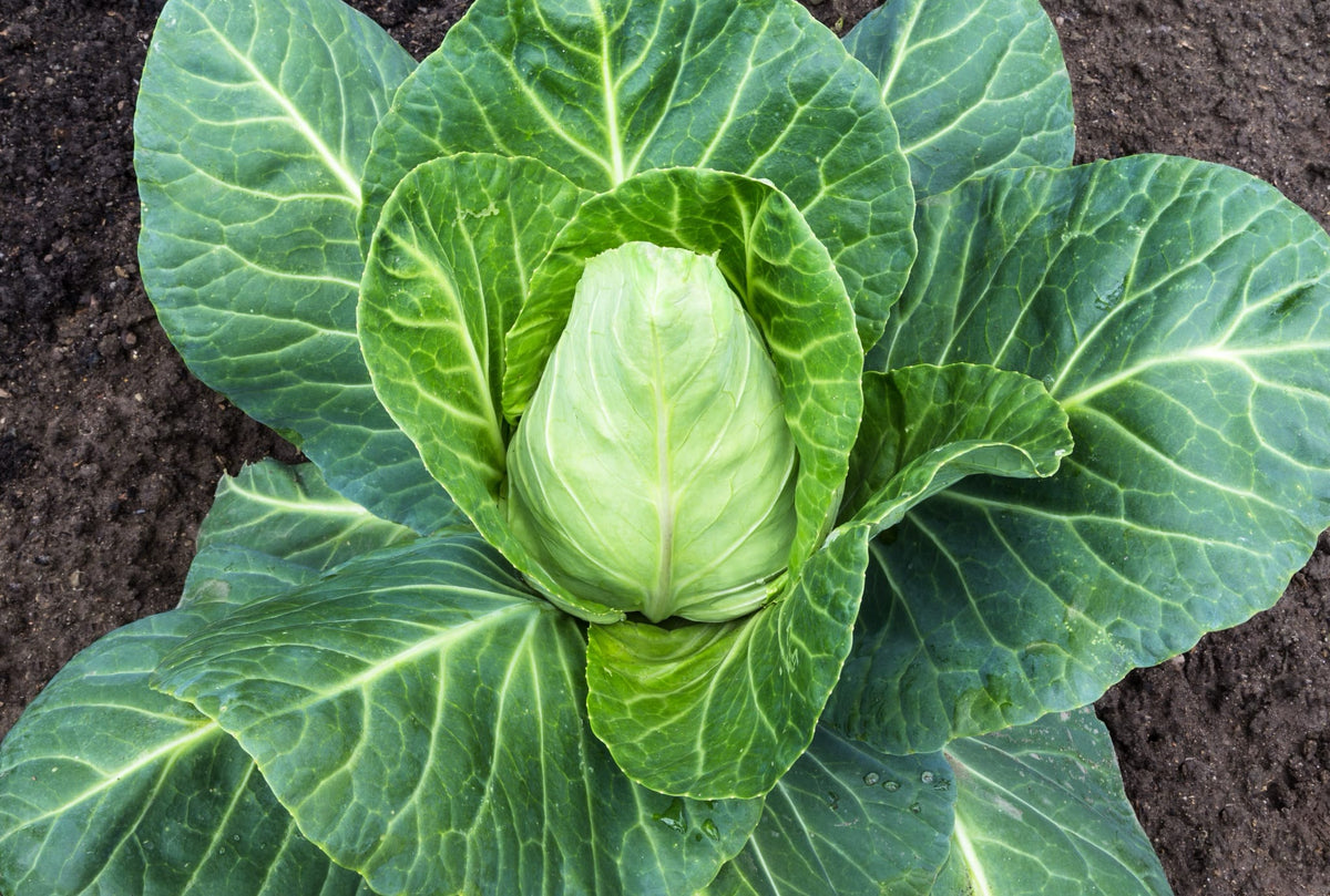 Brassica oleracea convar. capitata 'Chateaurenard'