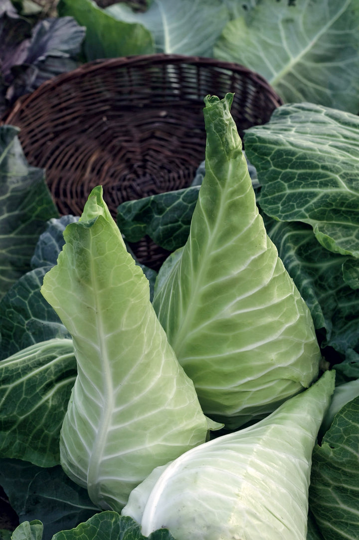 Brassica oleracea var. capitata f. alba 'Filderkraut'