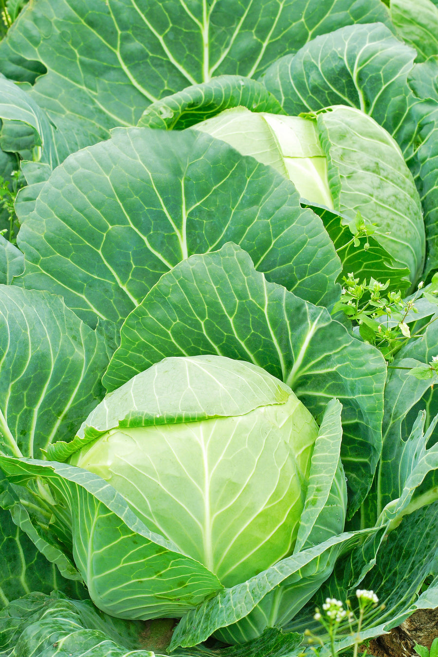 Brassica oleracea var. capitata f. alba 'Ruhm von Enkhuizen 2'
