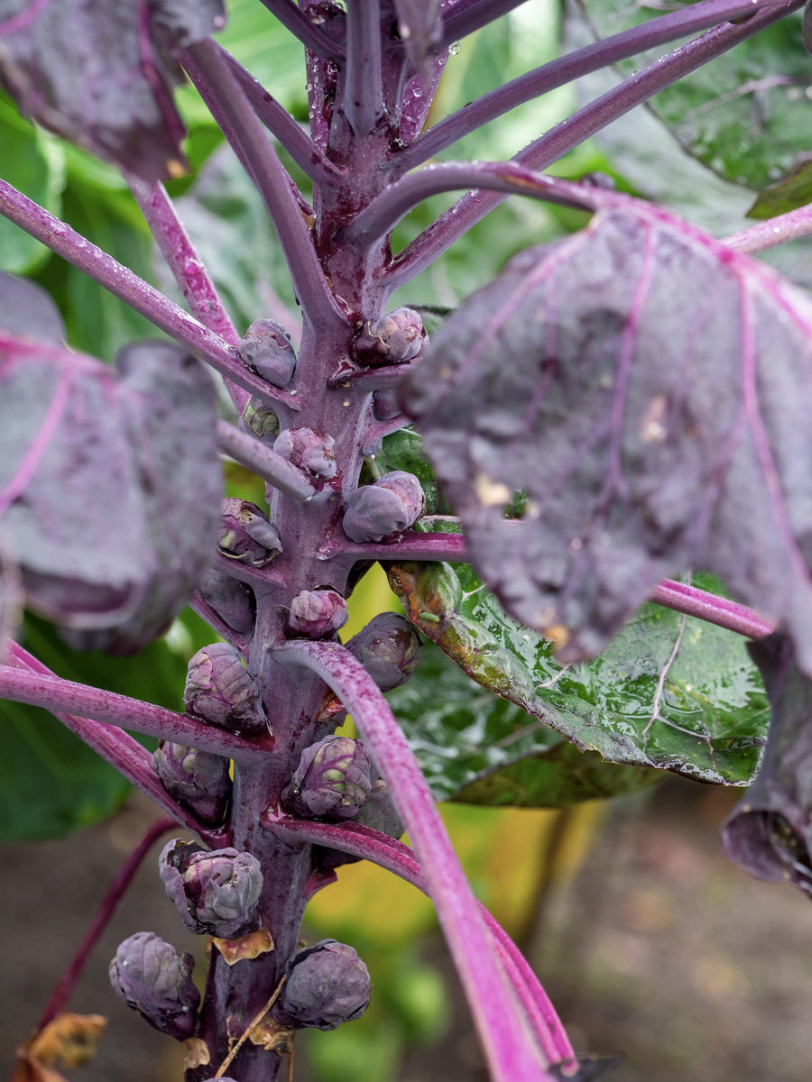 Brassica oleracea var. gemmifera 'Rubine'