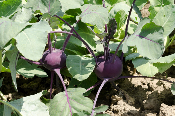 Brassica oleracea var. gongylodes 'Azur Star'