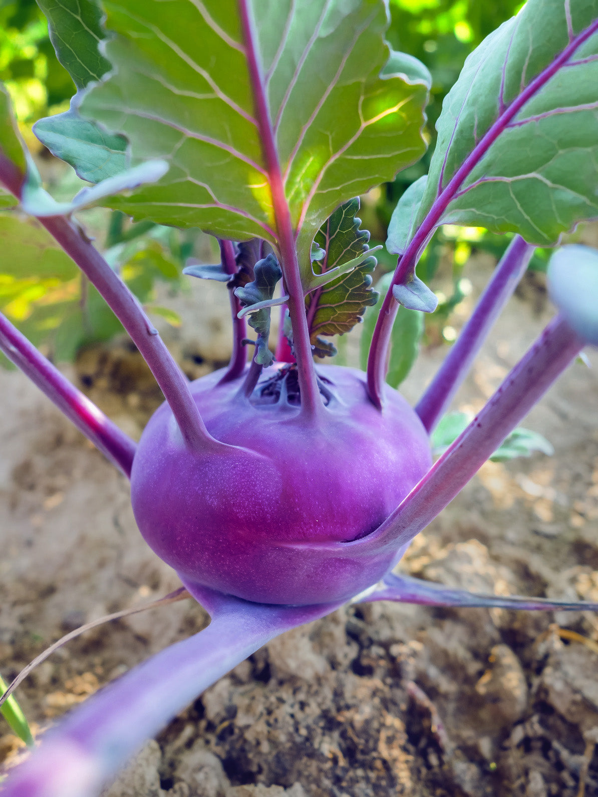 Brassica oleracea var. gongylodes 'Blauer Delikatess'