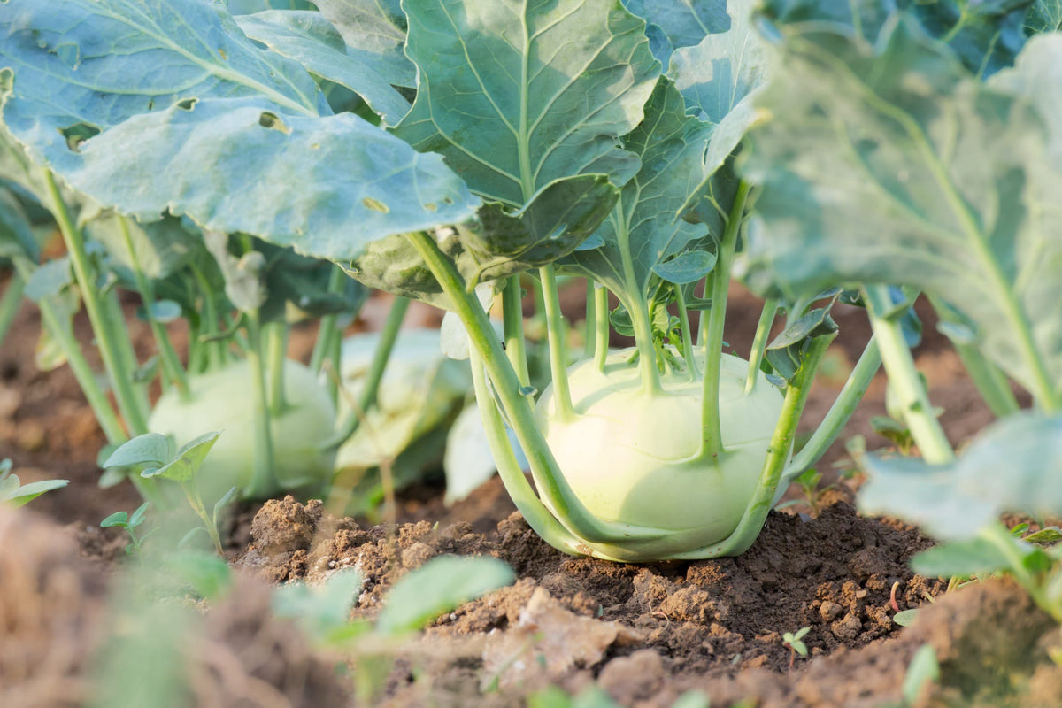 Brassica oleracea var. gongylodes 'Noriko'
