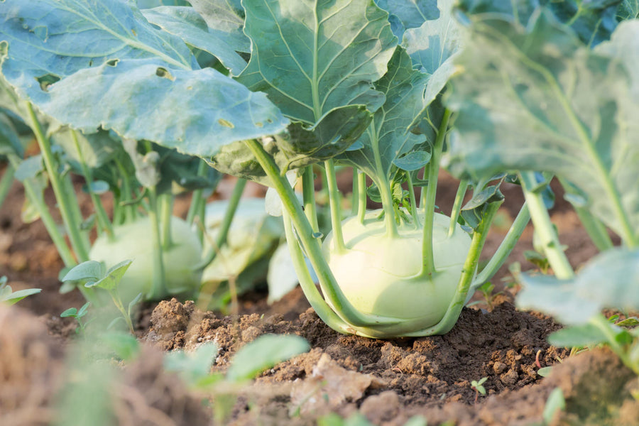Brassica oleracea var. gongylodes 'Noriko'