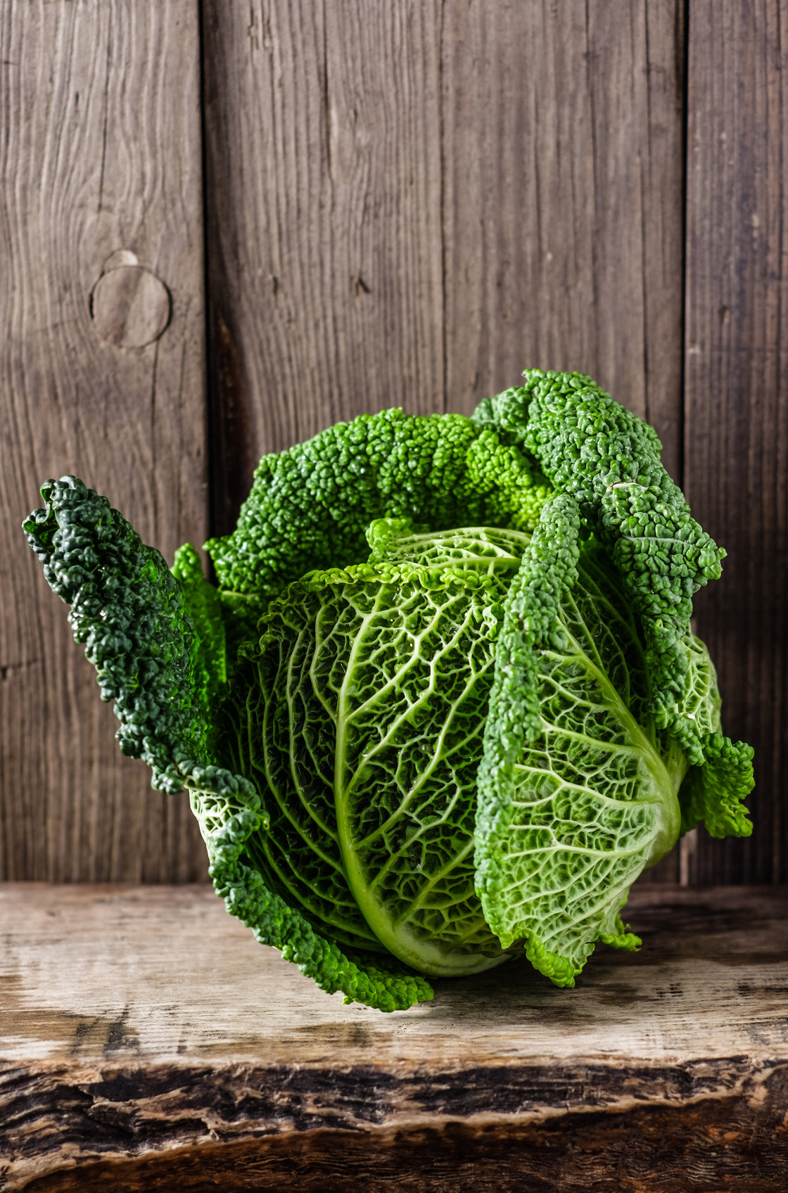 Brassica oleracea var. sabauda 'D'