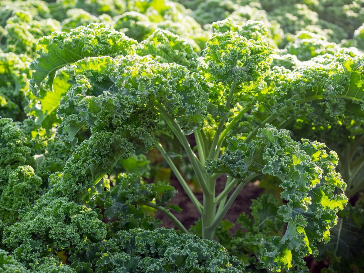 Brassica oleracea var. sabellica 'Halbhoher Grüner Krauser'