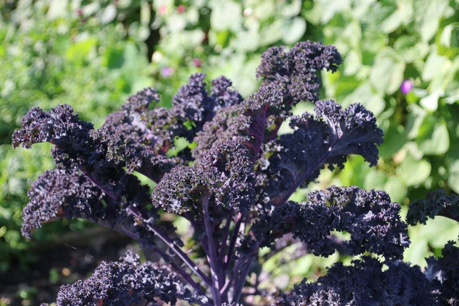 Brassica oleracea var. sabellica 'Roter Krauser'