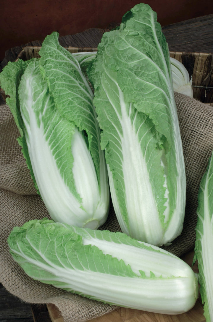 Brassica rapa ssp. pekinensis 'Granaat'