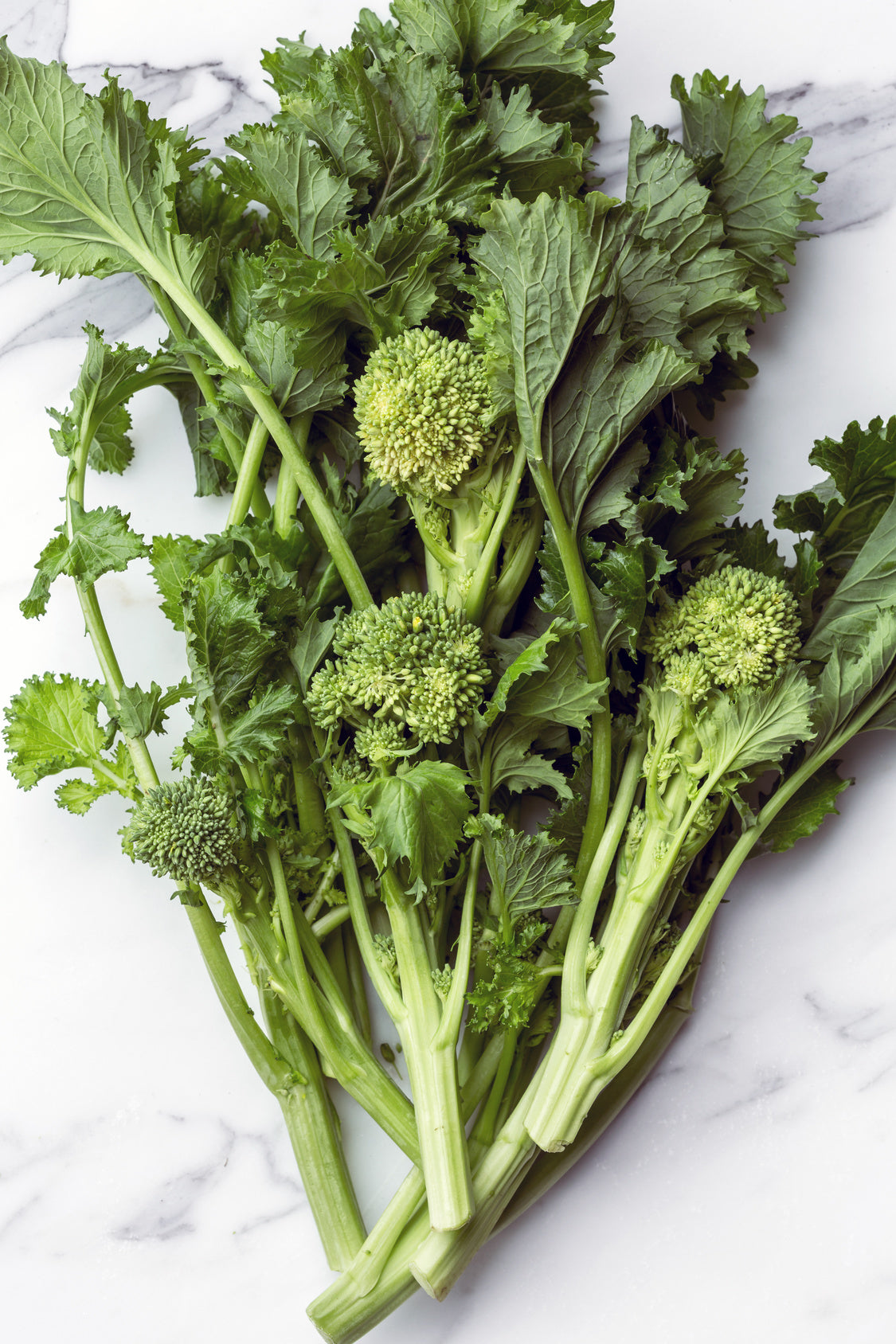 Brassica rapa var. cymosa 'Cima di rapa'